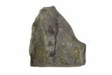 Triceratops Shed Tooth - Montana #93081-1